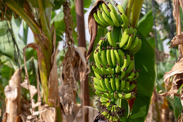 Plantation of banana trees with a bunch of green bananas. Growth of bananas in organic plantations.