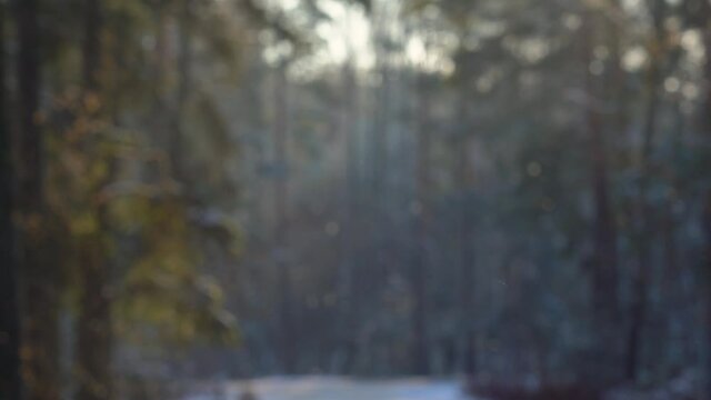 Blurry old green pine trees growing in forest, snowfall, countryside road with driving car. Winter 4k video landscape