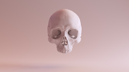 White Human Female Skull Medical Anatomy Clay 3d illustration render