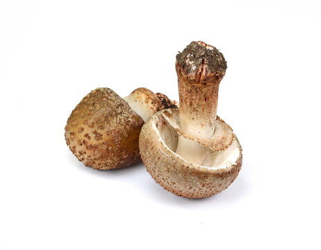 Mushroom call blusher (amanita rubescens) isolated on a white background