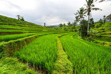 Jatiluwih rice terraces on Bali