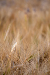 golden ears of grain ready to harvest