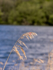 Summer grasses blowing in the wind on the edge of Pickmere Lake, Pickmere, Knutsford, Cheshire