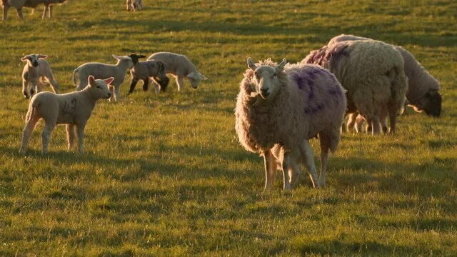 4K video clip mother sheep and baby lambs in a field on a farm at sunset or sunrise
