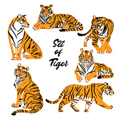 Tiger various poses wildlife animal vector illustration flat design