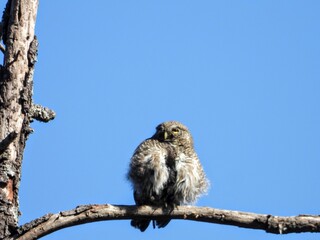 Eurasian pigmy owl