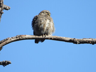 Eurasian pigmy owl