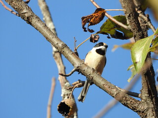 Black throated tit