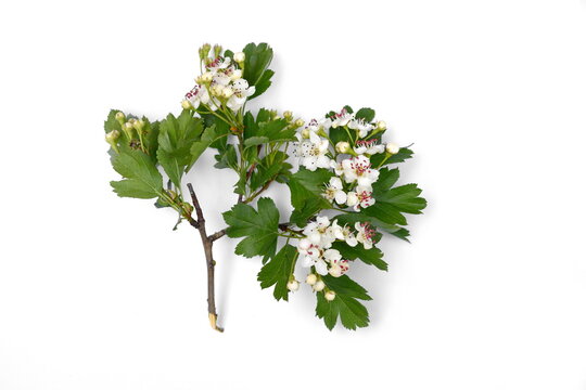 Hawthorn (Crataegus monogyna) flowers and leaves isolated on white background. medicine for the heart