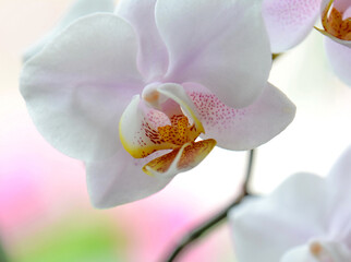 Orchids blossom close up. Orchid flower White bloom. Phalaenopsis orchid.