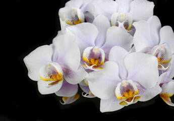 Fototapeta na wymiar White orchid isolated on black background.