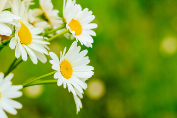 Background from field tender daisies. Content for business, design.