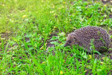 Forest hedgehog in the clearing. A spiky ball on a walk among the green foliage.