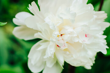 Background from delicate white peonies. Content for business, design.