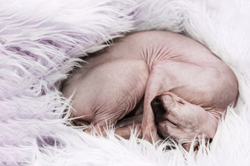 Canadian hairless sphynx cat is fast asleep, curled up in a ball.
