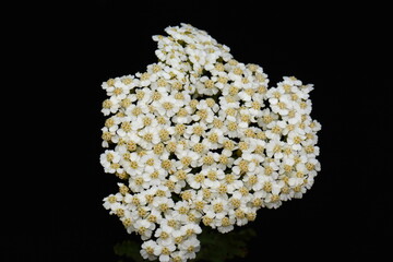 Achillea millefolium plant topped by flat, bright white flower heads. Common names yarrow, common yarrow. Selective focus. Close-up photo, shallow depth of field, blured background. - Powered by Adobe