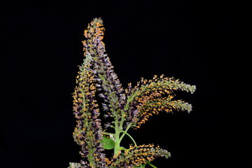Amorpha fruticosa or desert false indigo false isolated on black. Indigo-bush and bastard...