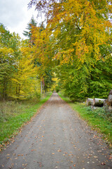 Fototapeta premium Waldweg im Herbst