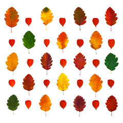 Arranged colorful yellow, red, orange, green hawthorn fall leaves and physalis lanterns (Physalis alkekengi), isolated on white background
