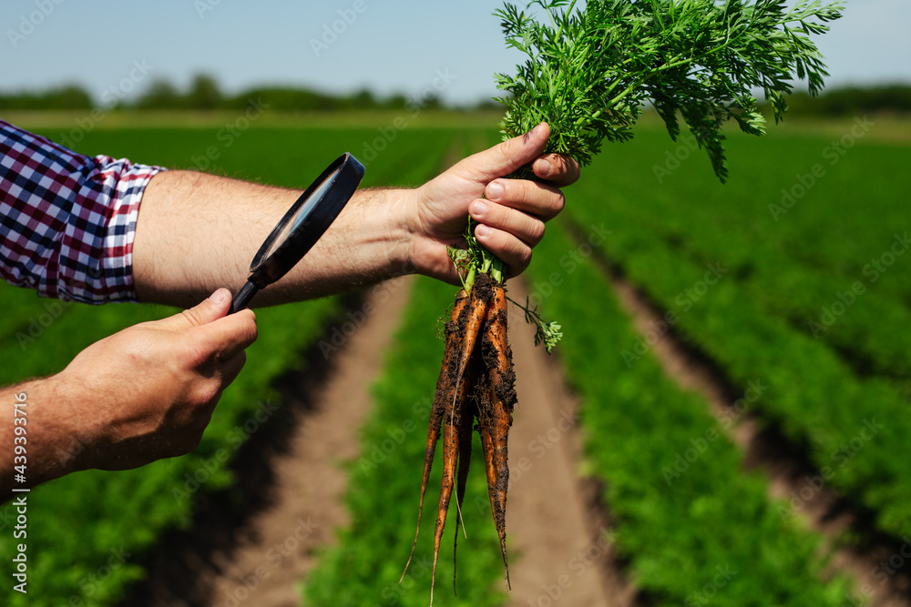 Poster Farmer checking carrot root quality for harvest 