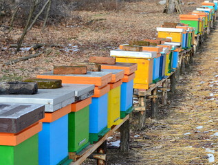Fototapeta na wymiar Multicolored bee hives in a partially snow covered field in mid winter