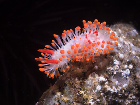 Cockerell's Dorid Nudibranch