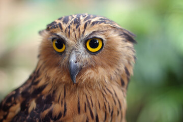 Buffy fish owl also known as the Malay fish owl