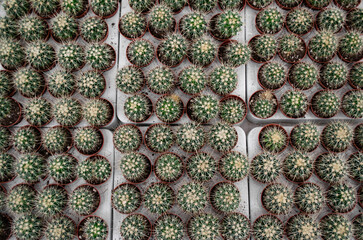 Lots of small round cacti with sharp yellow needles in flower pots. Flower Shop Sale