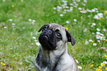 Healthy purebred dog photographed outdoors in the nature on a sunny day. Puppy pug dog. Puppy mops.