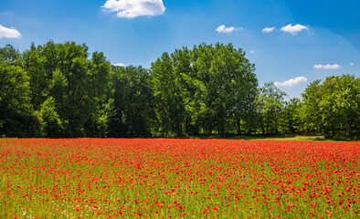 Fototapeta na wymiar Close-up poppies on meadow field. Wild flowers in springtime. Fantastic day and gorgeous scene. Field of bright red corn poppy flowers in summer landscape under blue sky. Romantic nature scenery