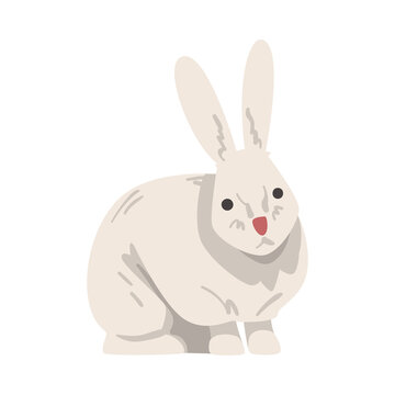 White Hare Arctic Animal, Wild Polar Mammal Cartoon Vector Illustration