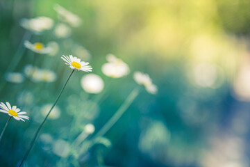 Beautiful field meadow flowers chamomile, soft green blue in morning light pastel colors, nature...