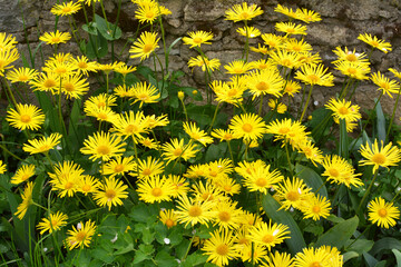 Yellow doronicum chamomile blooms in the flowerbed