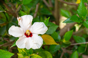 Close up of a white flower.