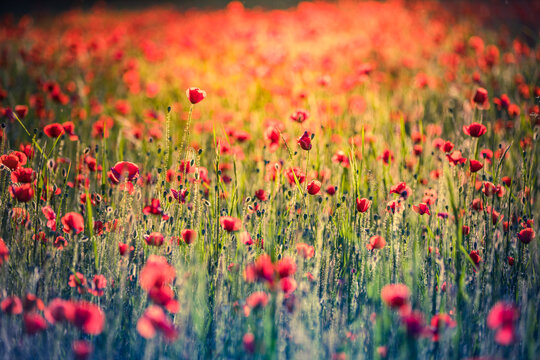 Wild grass meadow with red poppy flowers in the forest at sunset. Closeup view shallow depth of field. Abstract summer nature background. Stunning, gorgeous romantic blooming floral nature landscape © icemanphotos