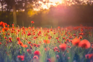 Gardinen Stunning red poppies in summer flower field sunny scenery closeup. Sun rays beams blurred bokeh forest trees. Nature flower landscape, blooming floral view. Beautiful garden meadow horizon bright calm © icemanphotos