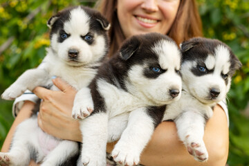 Woman holding three wonderful purebred husky puppies in her hands. Close up portrait of three small husky puppies