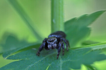 Jumping spiders doesn 't build webs, it jumps and attracts its pray.