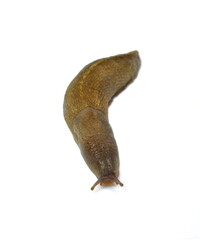 Slug isolated on white background. Slug - the slowest animal. It creeps on a white background.