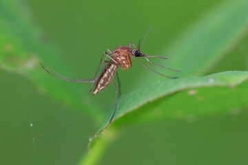 Mosquito (female) resting on the grass. Male and female mosquitoes feed on nectar and plant juices, but many species of mosquitoes can suck the blood of animals.