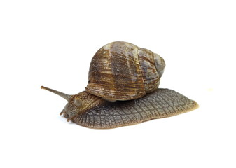 Large grape snail on a white background.