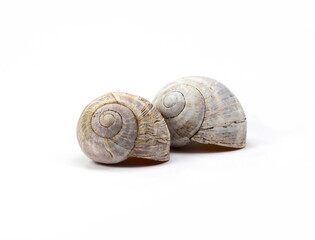 snail shells isolated on white background