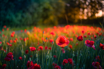 Fototapeta na wymiar Art abstract spring summer background with fresh green meadow flowers, red poppy floral nature closeup. Relax, calmness inspirational nature landscape. Dreamlike amazing flowers soft blurred scenery