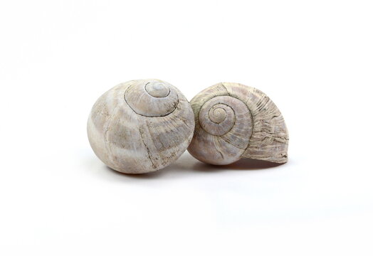 snail shells isolated on white background