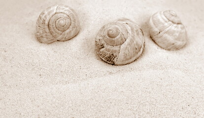 A shells in the sand at the beach. Snail shell. Shells background.