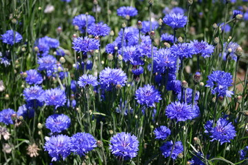Blue Bachelor Buttons in bloom for seed