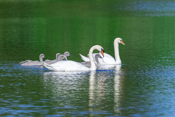 White mother swan swimming with cygnets
