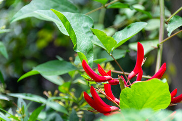 Close up of the red flower on the branch.