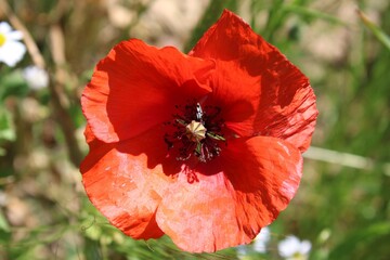 Mohnblume in Kornfeld