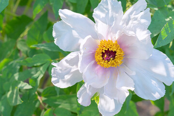 a blooming peony flower on a beautiful background